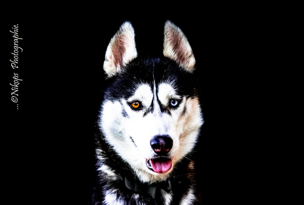 Loki de l'oree du vercors (Sans Affixe)