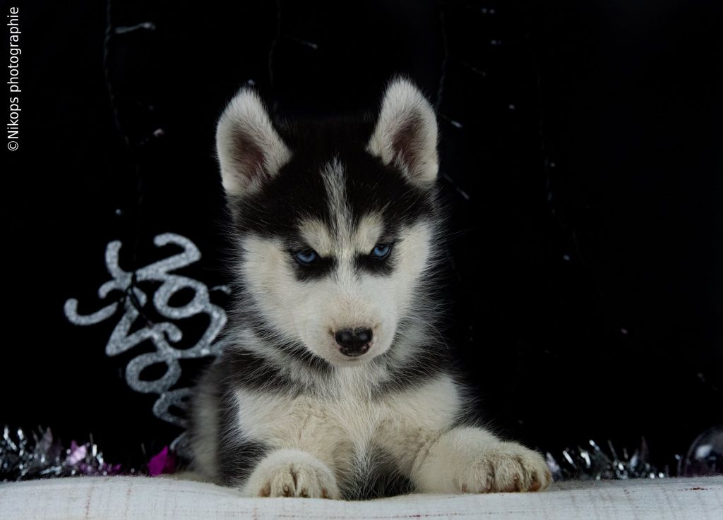 Severin Prestat - Chiots disponibles - Siberian Husky