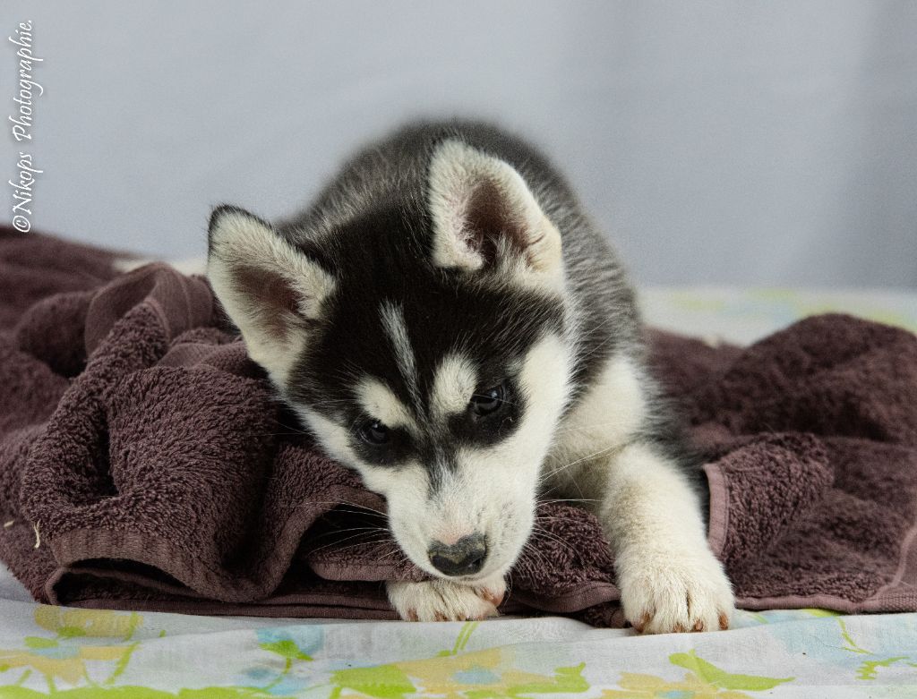 Severin Prestat - Chiots disponibles - Siberian Husky