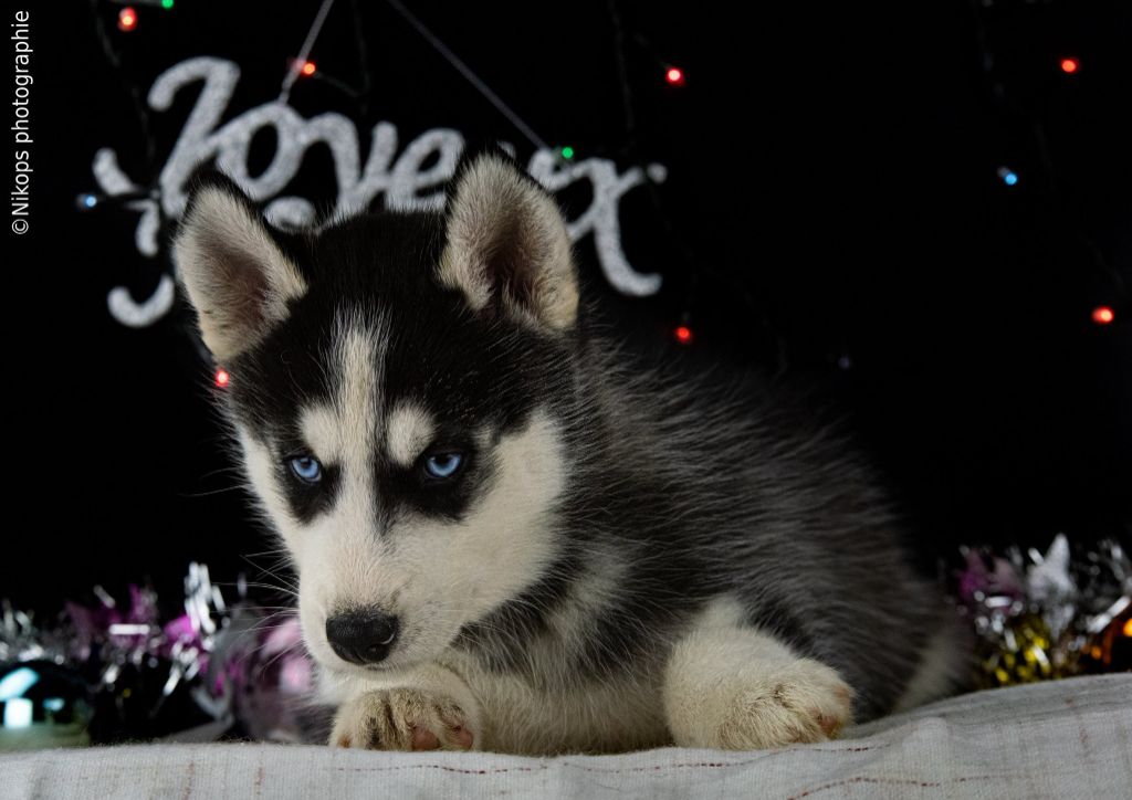 Severin Prestat - Chiots disponibles - Siberian Husky