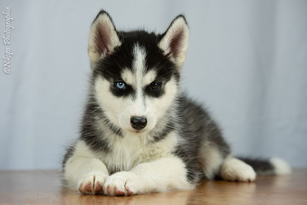 Severin Prestat - Chiots disponibles - Siberian Husky