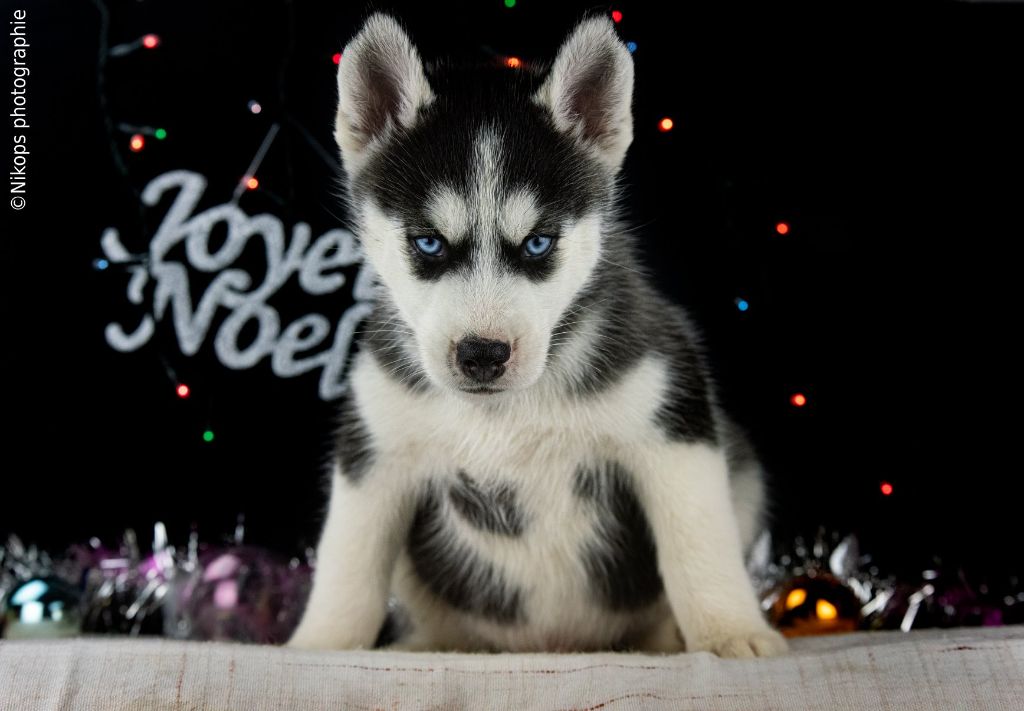 Severin Prestat - Chiots disponibles - Siberian Husky