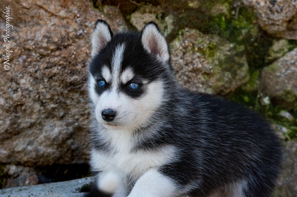 Severin Prestat - Chiots disponibles - Siberian Husky