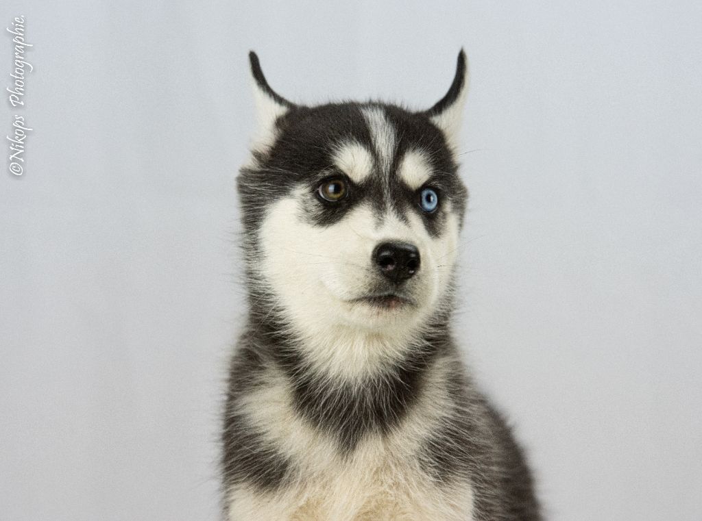 Severin Prestat - Chiots disponibles - Siberian Husky